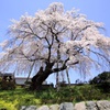 〜建福寺の桜〜