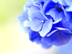 〜梅雨の花〜