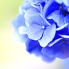 〜梅雨の花〜