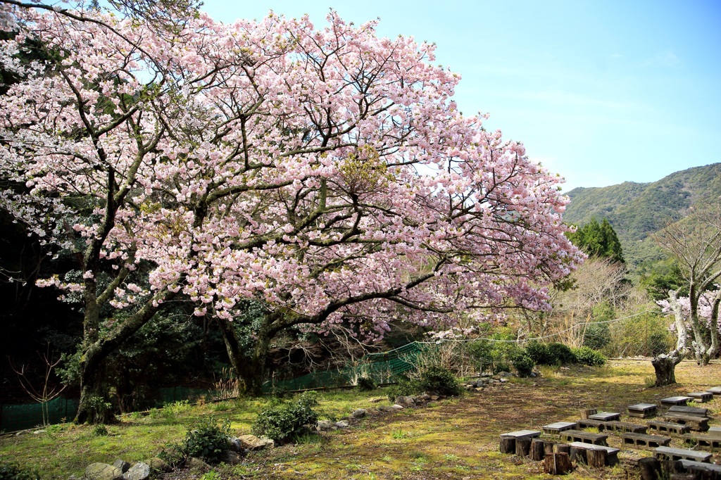 〜横輪桜〜