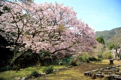 〜横輪桜〜