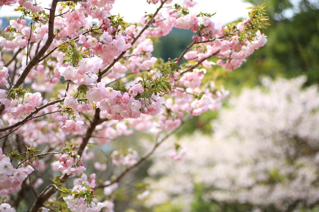 〜横輪桜〜