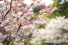 〜横輪桜〜