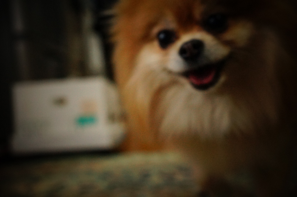 ポメ１