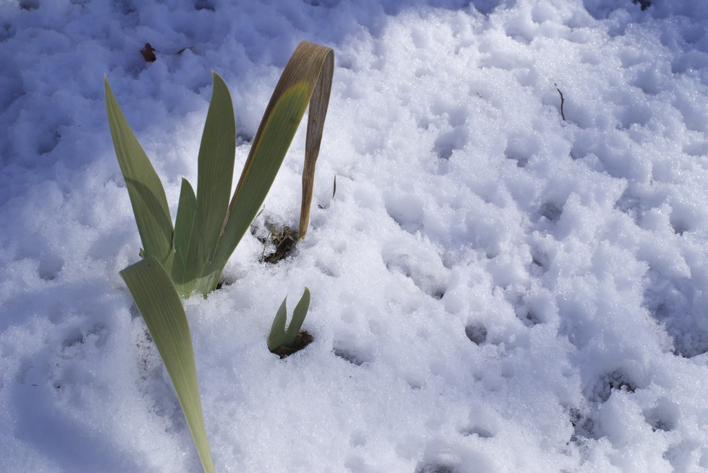 2月の雪