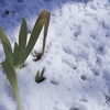 2月の雪