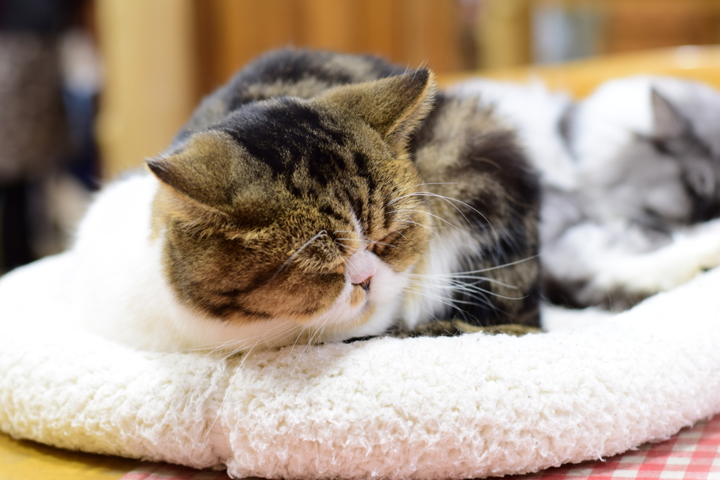 スヤスヤねこ