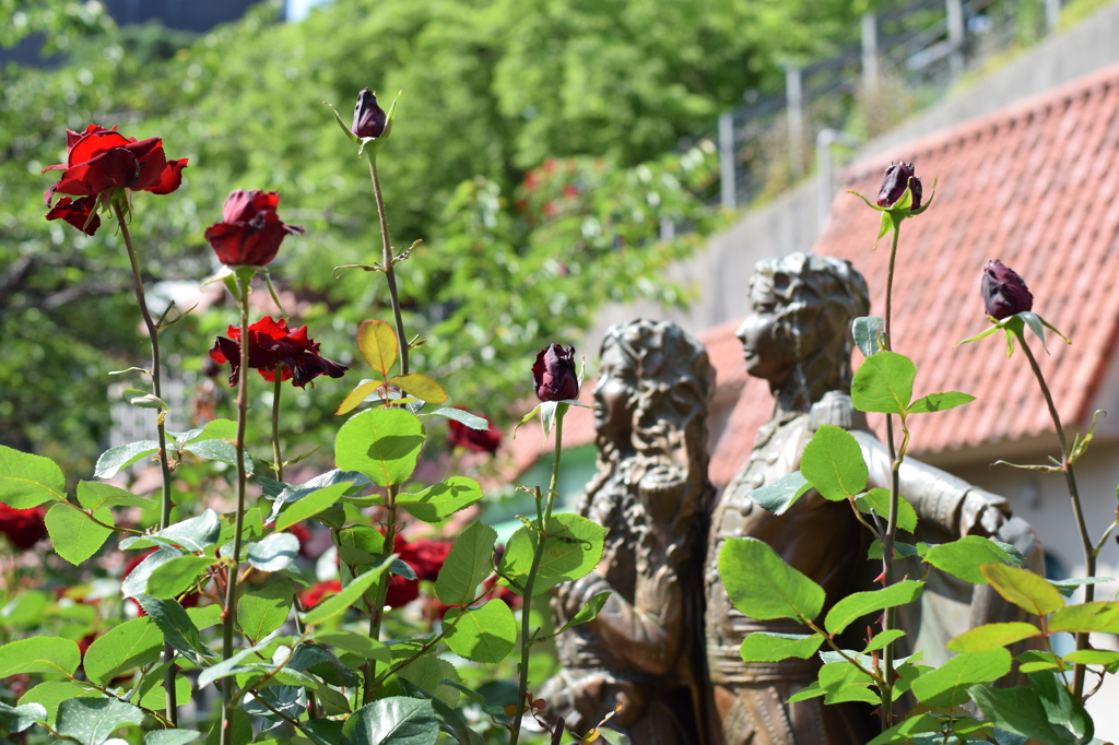 ベルサイユのばらの薔薇