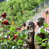 ベルサイユのばらの薔薇