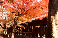 東福寺