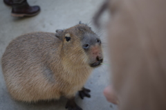 カピバラさん