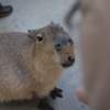 カピバラさん