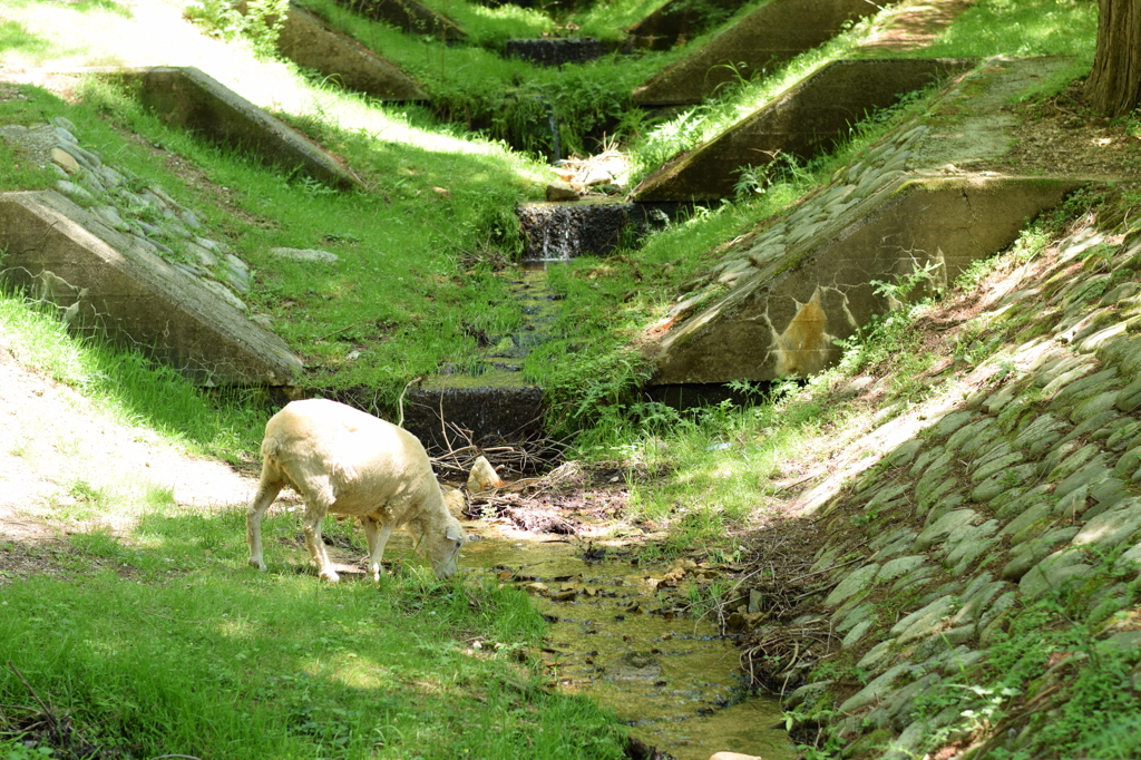 ゴクゴク 六甲山牧場