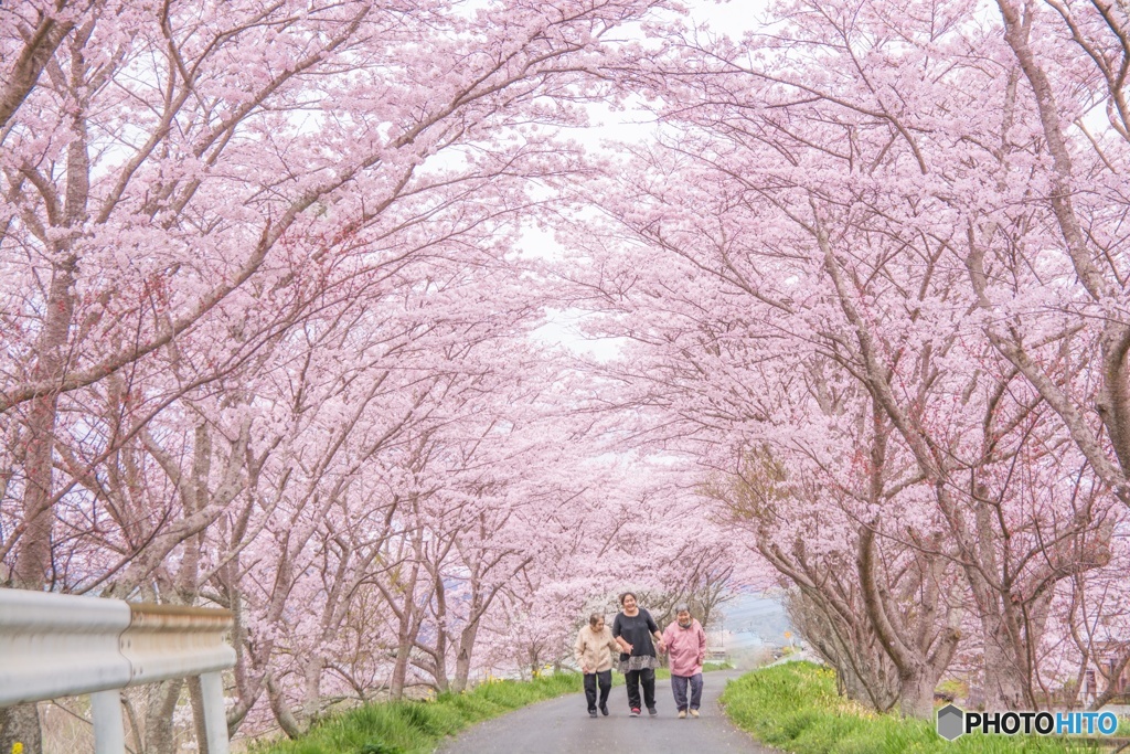 桜並木