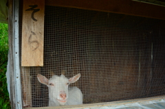 我が家のペット