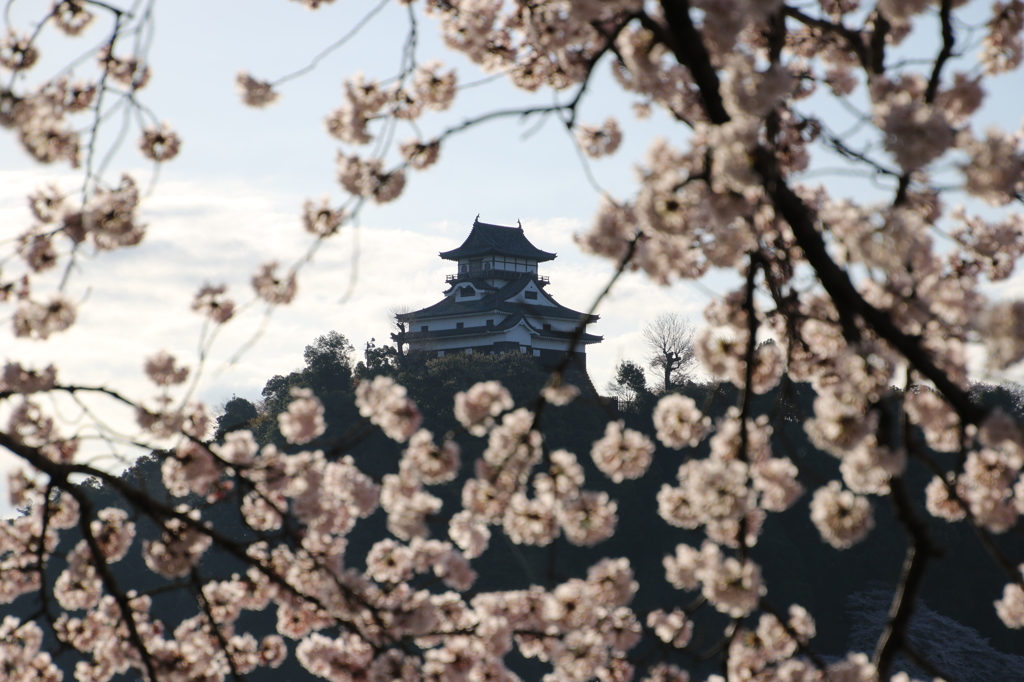 犬山城と桜Ⅷ