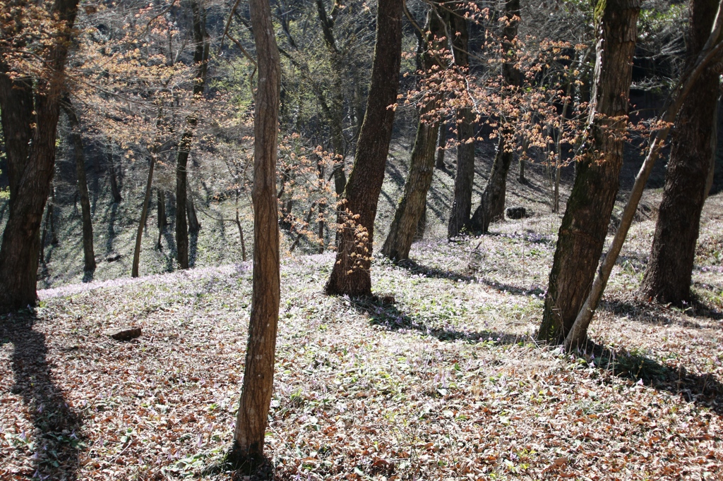 カタクリの群生地Ⅱ