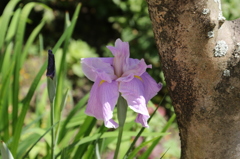 初夏花Ⅰ