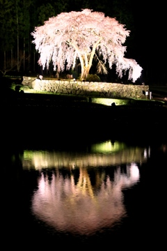 水戸野の枝垂れ桜ライトアップ