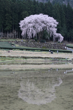 水戸野の枝垂れ桜薄暮