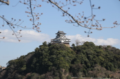 犬山城と蕾