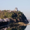 犬山城と桜Ⅱ