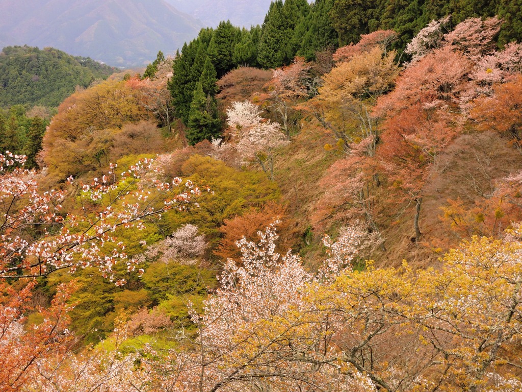 吉野Ⅳ