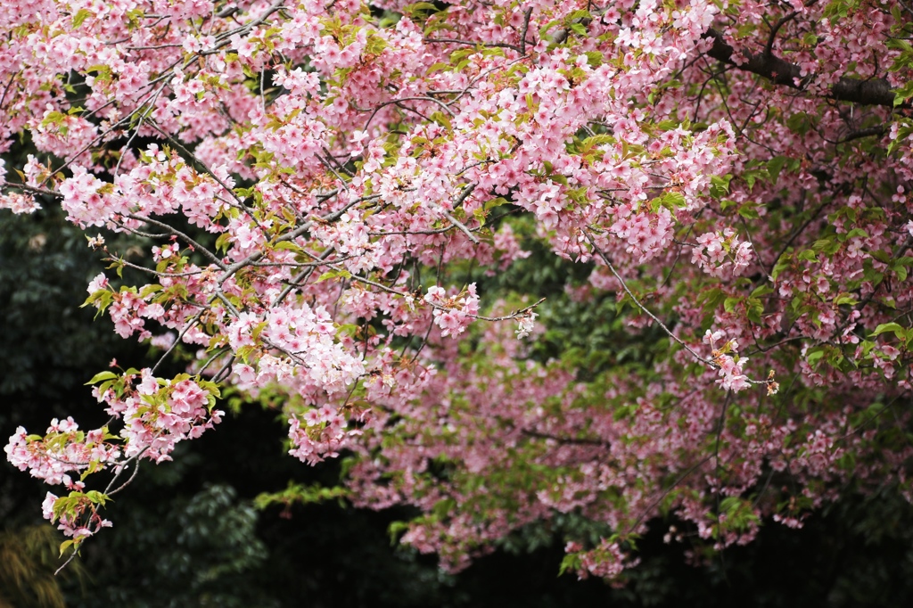 花あかり