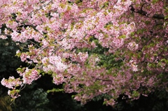 花あかり