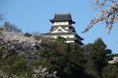 犬山城と桜Ⅳ
