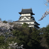 犬山城と桜Ⅳ