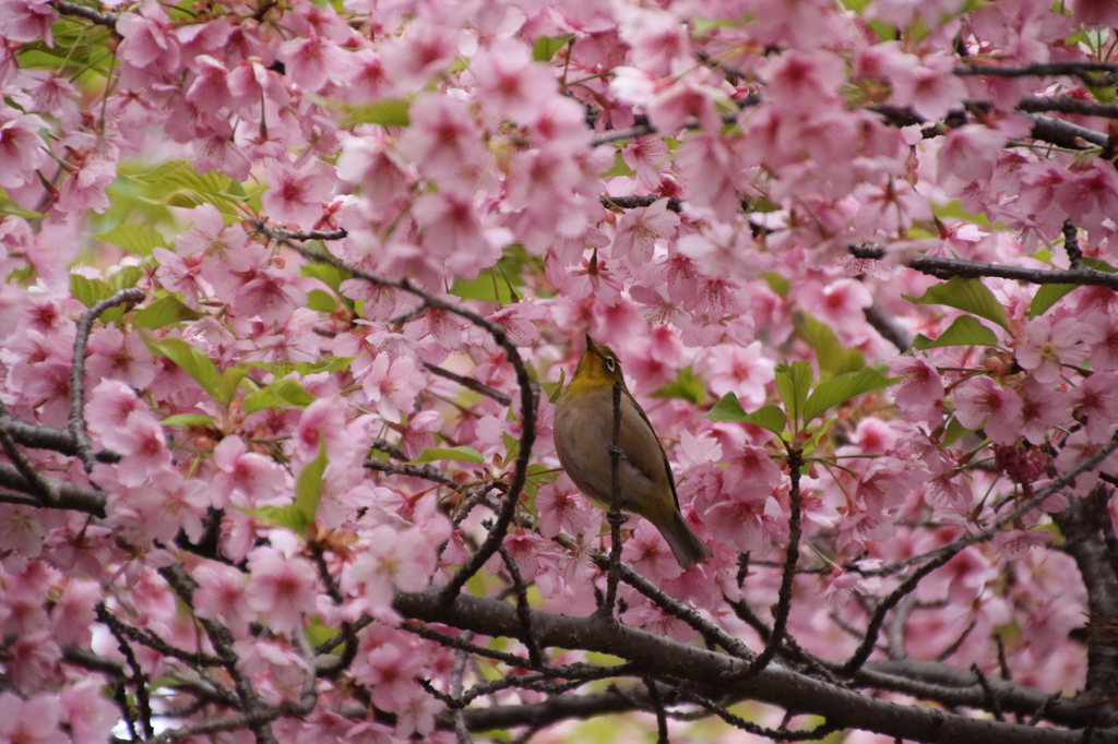 さくらめぐりⅠ