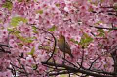 さくらめぐりⅠ