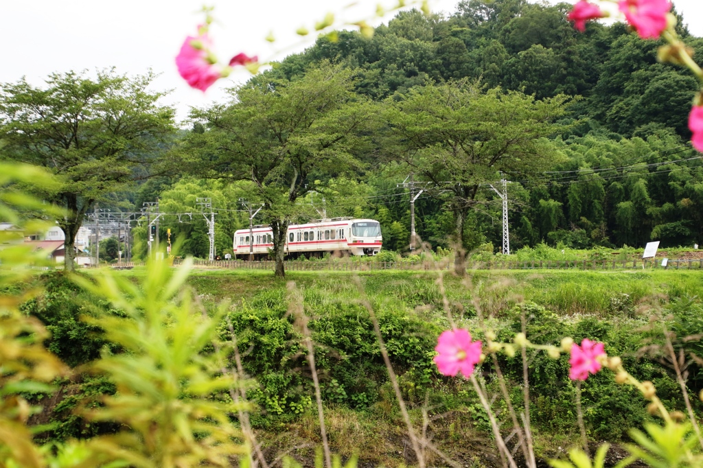 白とピンク