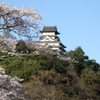 犬山城と桜Ⅴ