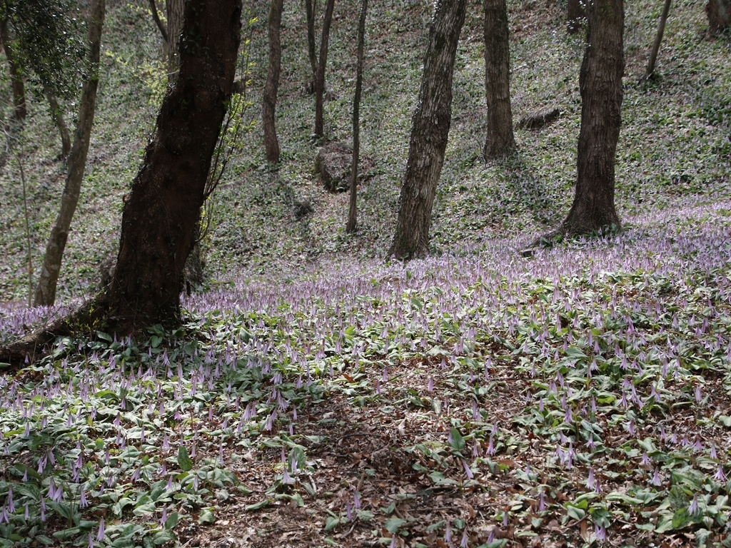 カタクリ群生地