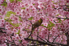 さくらめぐりⅡ