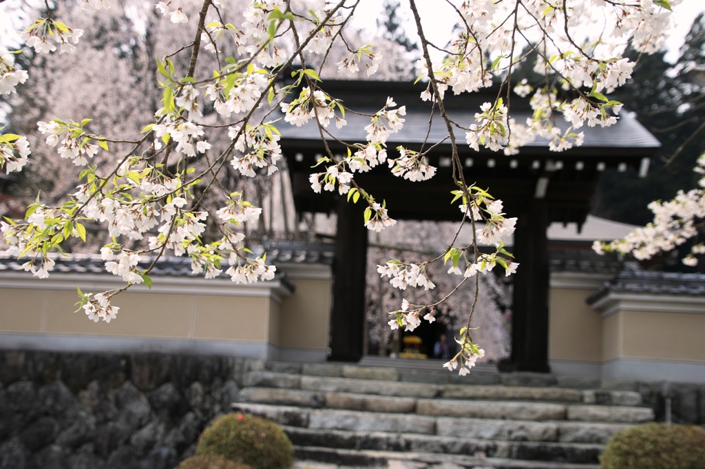 枝垂れ桜Ⅱ