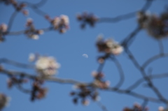 はなみつき
