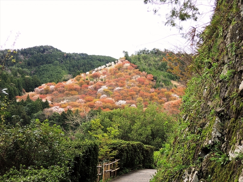 吉野上千本Ⅵ
