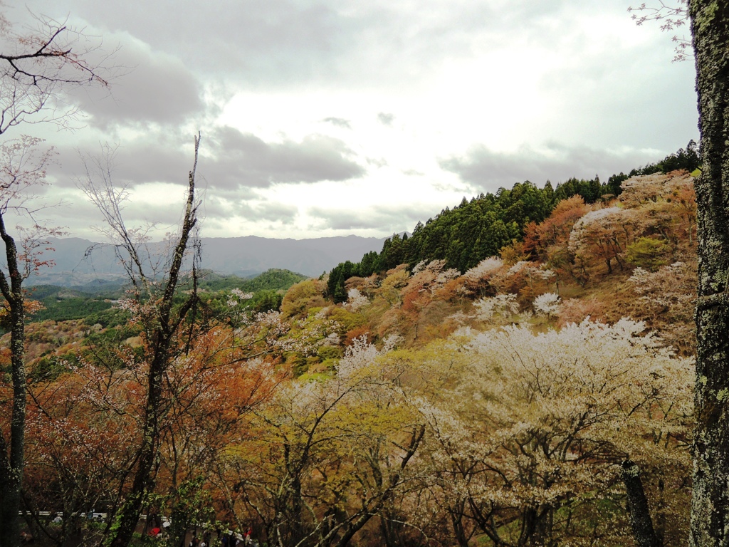 吉野Ⅲ