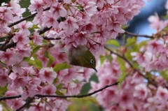 さくらめぐりⅤ