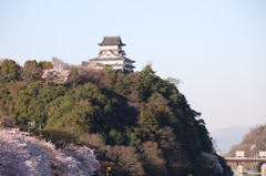犬山城と桜Ⅲ