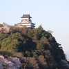 犬山城と桜Ⅲ