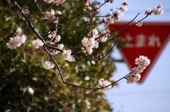 桜を見る車止まれ