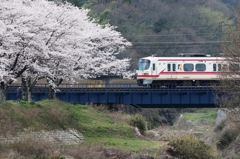 さくらと白Ⅰ