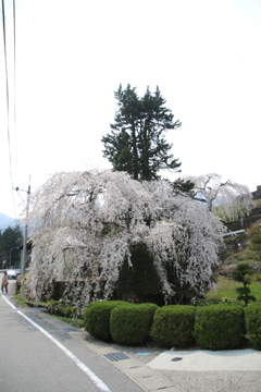 さくら櫛