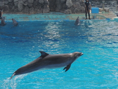 水平飛行