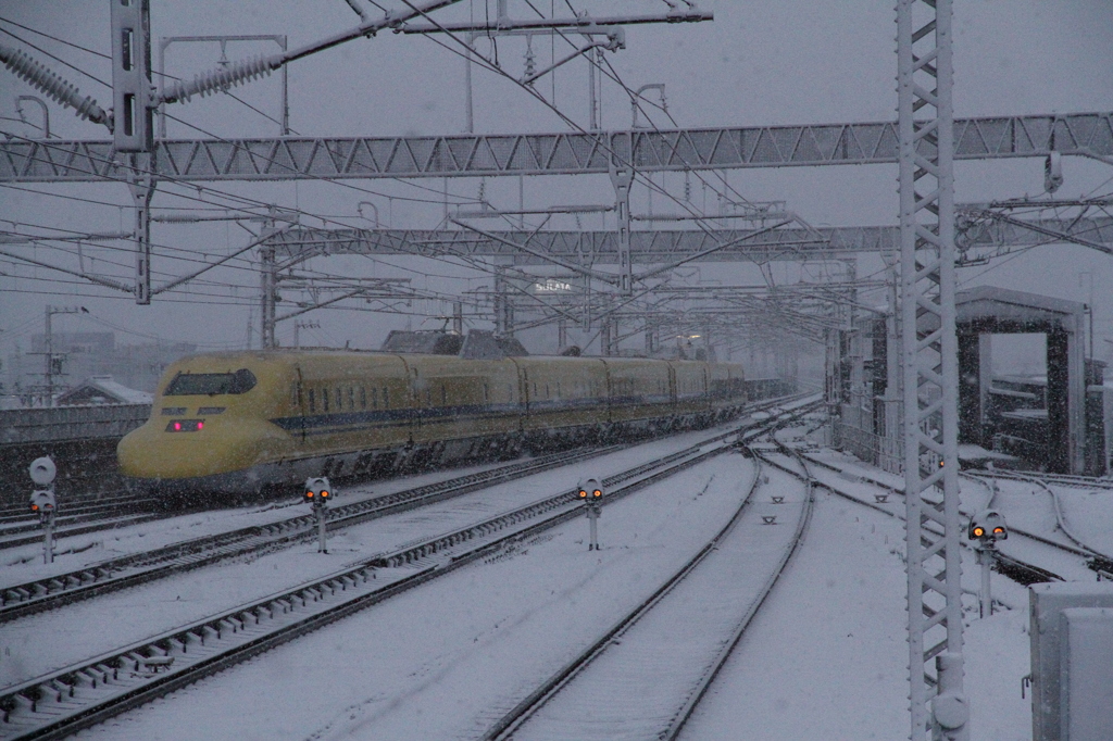 winter yellow