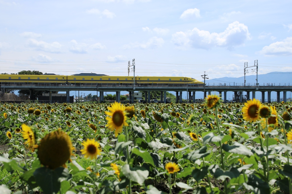 向日葵とyellow